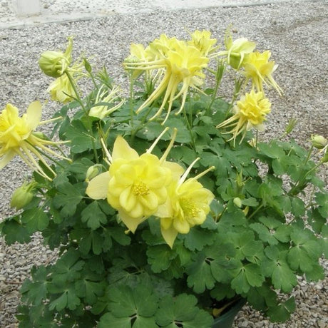 Sunshine Columbine - Nature Hills Nursery - #1 Container - 
