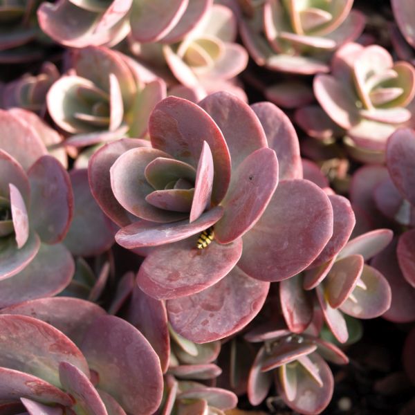 Sunsparkler Cherry Tart Sedum