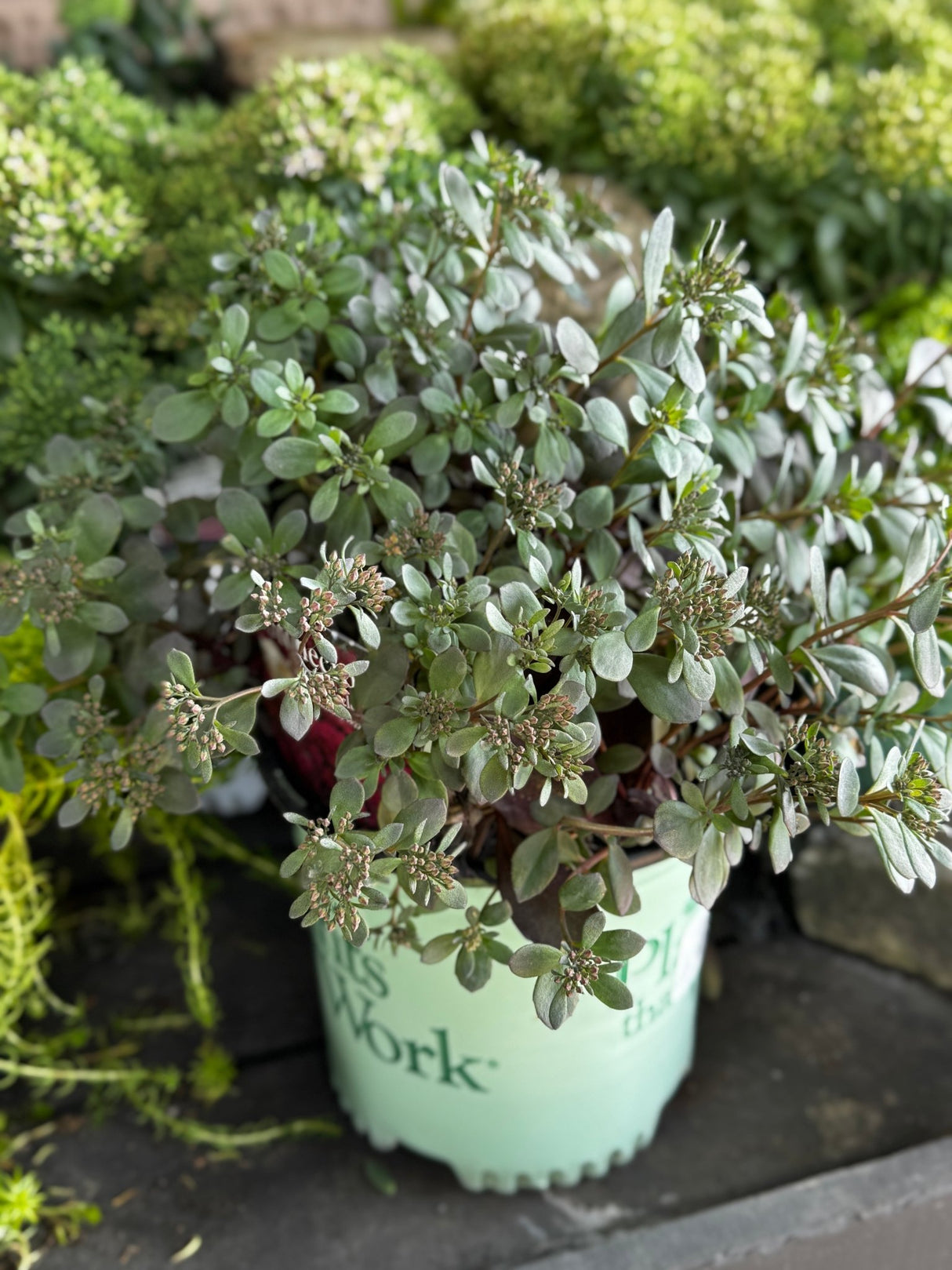 SunSparkler® Dazzleberry Sedum - Perennial - Nature Hills Nursery - 1 Container - 