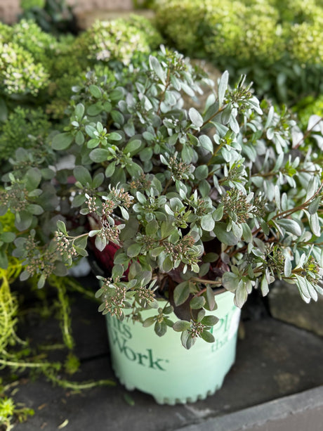 SunSparkler® Dazzleberry Sedum - Perennial - Nature Hills Nursery - 1 Container - 