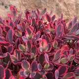 SunSparkler® Dazzling Dynamite Sedum - Nature Hills Nursery - Premium #1 Container - 