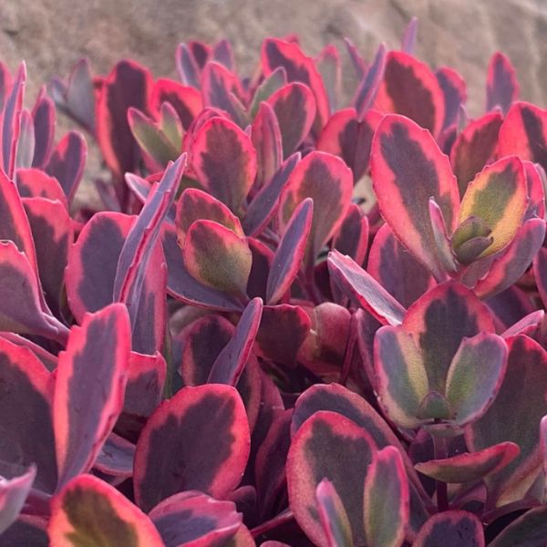 SunSparkler® Dazzling Dynamite Sedum - Nature Hills Nursery - Premium #1 Container - 