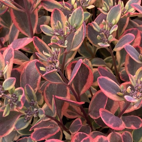 Succulent foliage of SunSparkler® Dazzling Dynamite Sedum (Sedum 'Dazzling Dynamite') in a garden setting.