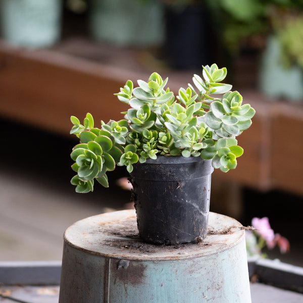 sunsparkler-lime-zinger-sedum-