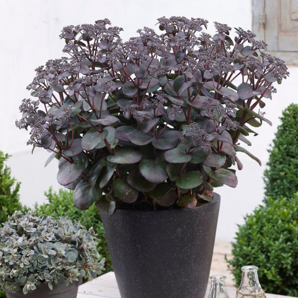 SunSparkler® Blue Pearl Sedum in Pot