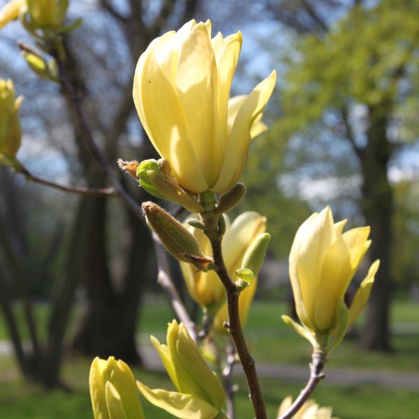 Sunspire Magnolia Tree - Nature Hills Nursery - #2 Container - 