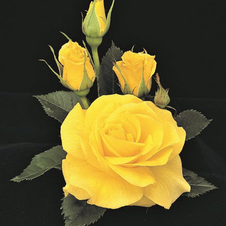 Sunsprite Floribunda Rose - Nature Hills Nursery - #2 Container - 
