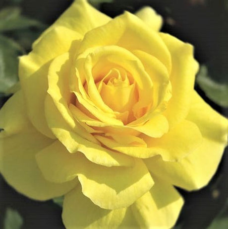 Sunsprite Floribunda Rose - Nature Hills Nursery - #2 Container - 