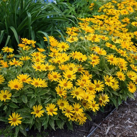 Close-up of yellow heliopsis flowers on Sunstruck Sunflower Heliopsis.