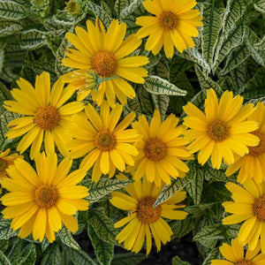 Perennial foliage of Sunstruck Sunflower Heliopsis (Heliopsis helianthoides 'Sunstruck' PP25,524) in a garden setting.