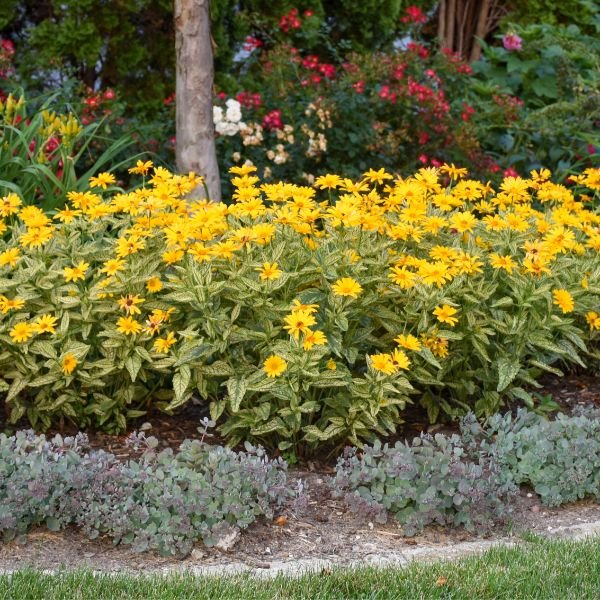 Sunstruck Sunflower Heliopsis (Heliopsis helianthoides 'Sunstruck' PP25,524) growing in a garden landscape, showing mature perennial form.