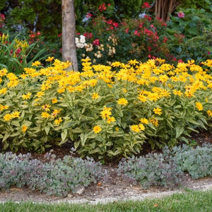 Sunstruck Sunflower Heliopsis (Heliopsis helianthoides 'Sunstruck' PP25,524) growing in a garden landscape, showing mature perennial form.