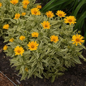 Sunstruck Sunflower Heliopsis (Heliopsis helianthoides 'Sunstruck' PP25,524), a perennial featuring yellow flowers and perennial.