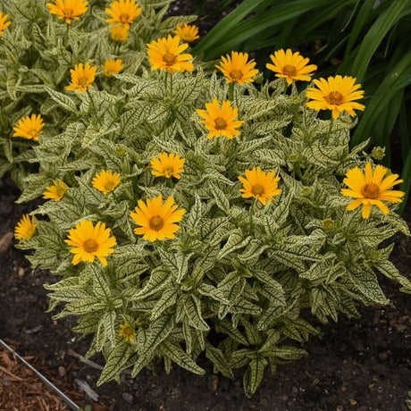 Sunstruck Sunflower Heliopsis (Heliopsis helianthoides 'Sunstruck' PP25,524), a perennial featuring yellow flowers and perennial.