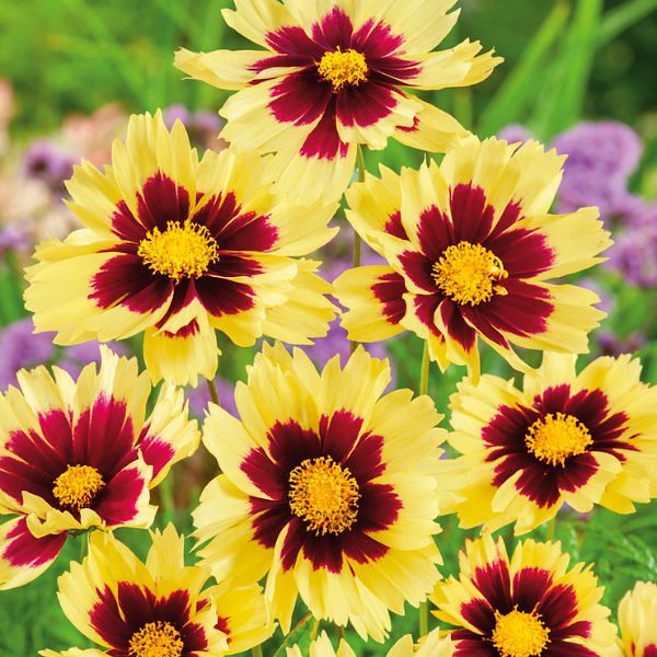 Super Star Coreopsis - Nature Hills Nursery - #1 Container - 