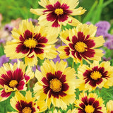 Super Star Coreopsis - Nature Hills Nursery - #1 Container - 