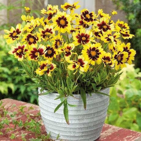 Super Star Coreopsis - Nature Hills Nursery - #1 Container - 
