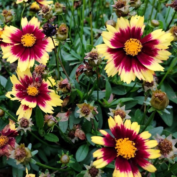 Super Star Coreopsis - Nature Hills Nursery - #1 Container - 