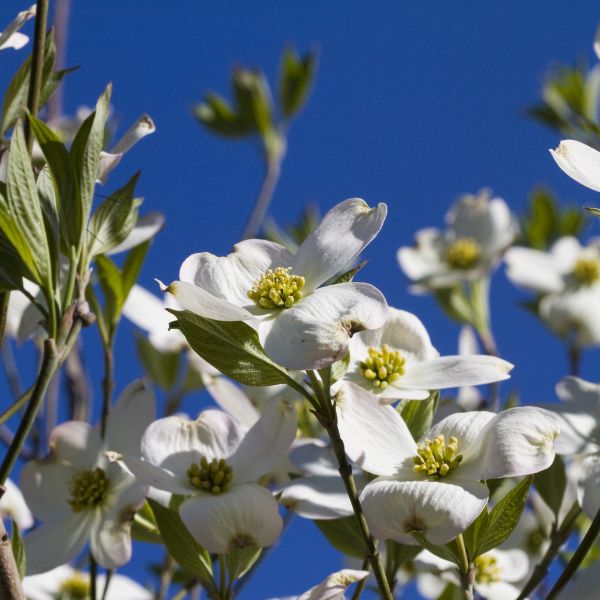 Super Princess Flowering Dogwood Close Up