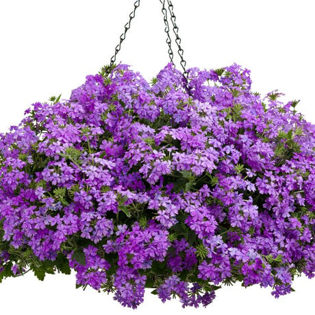 Superbena&reg; Large Lilac Blue Verbena