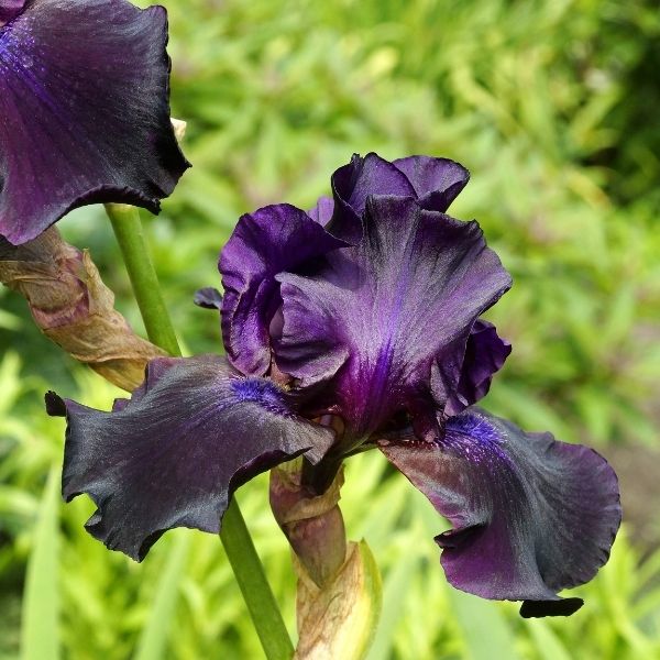 Superstition Tall Bearded Iris - Nature Hills Nursery - Bareroot - 