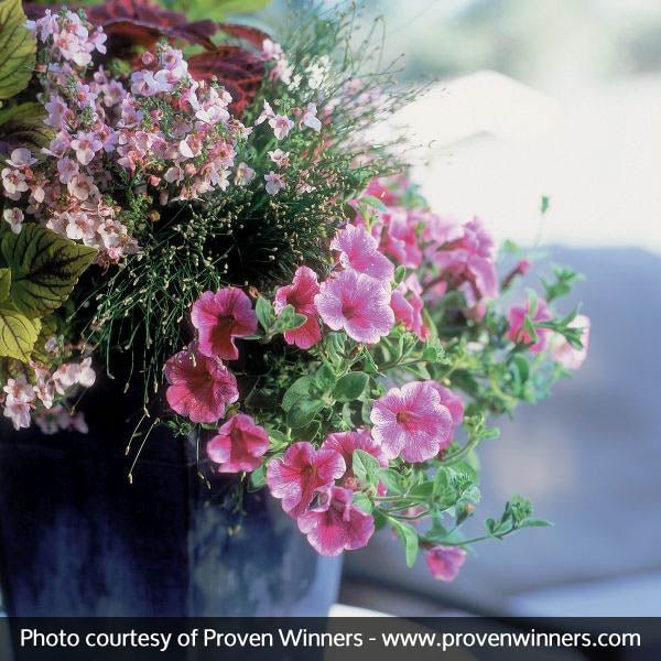 Supertunia&reg; Mini Strawberry Pink Veined Petunia