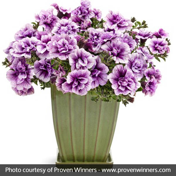 Supertunia&reg; Priscilla&reg; Petunia