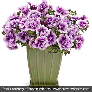 Supertunia&reg; Priscilla&reg; Petunia