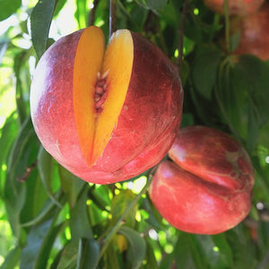 Supreme Red #1 Nectarine Tree - Nature Hills Nursery - #3 Container 4 - 5 Feet - 