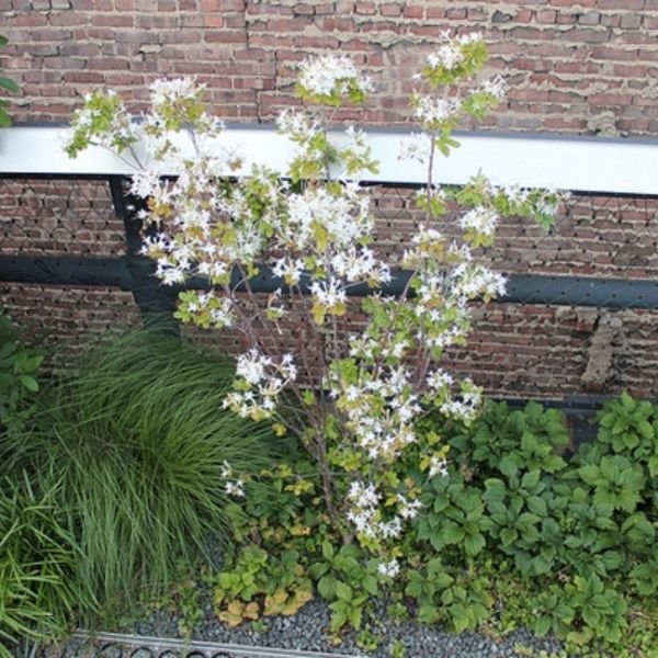 Deciduous foliage of Swamp Azalea (Rhododendron viscosum) in a garden setting.
