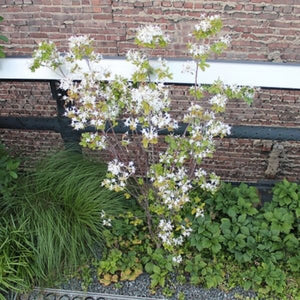 Deciduous foliage of Swamp Azalea (Rhododendron viscosum) in a garden setting.