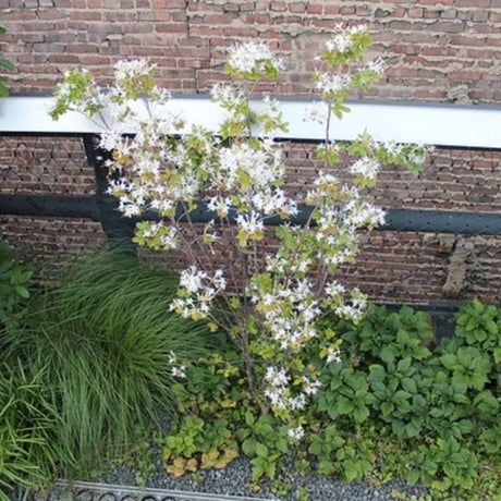 Deciduous foliage of Swamp Azalea (Rhododendron viscosum) in a garden setting.