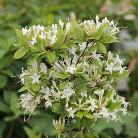 Swamp Azalea Bloom Up Close