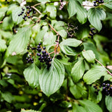 Swamp Dogwood Bush - Nature Hills Nursery - #3 Container 1 - 2 Feet - 