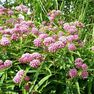 Close-up of pink, white asclepias flowers on Swamp Milkweed Flower blooming in late summer to early fall.