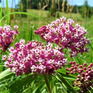 Swamp Milkweed Flower (Asclepias incarnata), a perennial featuring pink, white flowers and perennial.