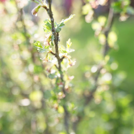 Swamp Privet Branch