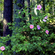 Swamp Rose Full Bloom