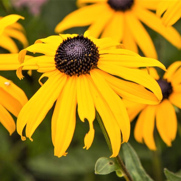 Sweet Black - Eyed Susan - Nature Hills Nursery - 2x2x3 Inch Container 3 Pack - 