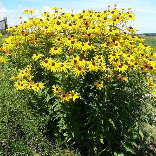 Sweet Black - Eyed Susan - Nature Hills Nursery - 2x2x3 Inch Container 3 Pack - 