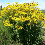 Sweet Black - Eyed Susan - Nature Hills Nursery - 2x2x3 Inch Container 3 Pack - 