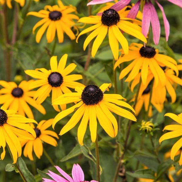 Sweet Black - Eyed Susan - Nature Hills Nursery - 2x2x3 Inch Container 3 Pack - 