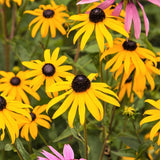 Sweet Black - Eyed Susan - Nature Hills Nursery - 2x2x3 Inch Container 3 Pack - 