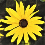 Sweet Black - Eyed Susan - Nature Hills Nursery - 2x2x3 Inch Container 3 Pack - 