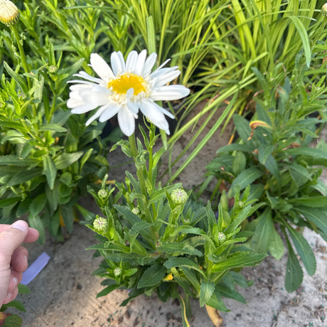 A white and yellow Sweet Daisy Birdy Shasta Daisy flower stands among lush green foliage and many unopened buds.