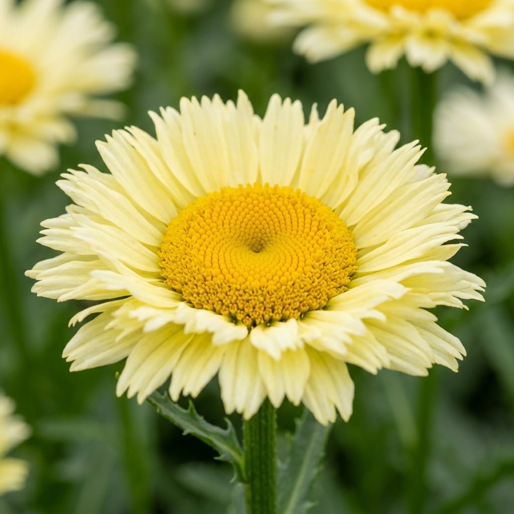 Sweet Daisy Izabel Shasta Daisy showing creamy white double petals surrounding a golden yellow center disk.