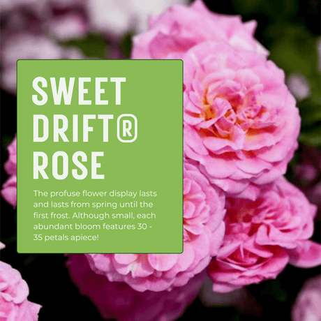 Vibrant pink Sweet Drift Roses with a text overlay highlighting their profuse flowering from spring to frost and each small bloom having 30 to 35 petals.