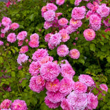 Sweet Drift&reg; Rose