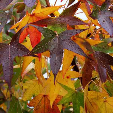 Sweetgum Tree (Liquidambar styraciflua) growing in a garden landscape, showing mature tree form.