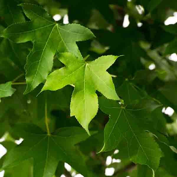 Sweetgum Tree | Spectacular Fall Foliage | Nature Hills
